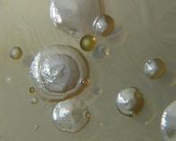 water bacteria water bacteria